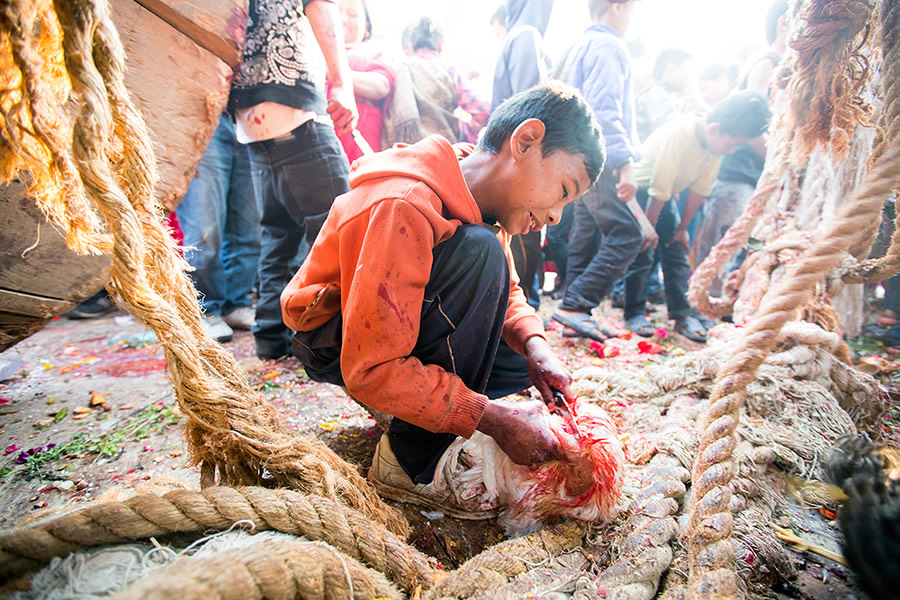 Animal sacrifice by a young kid